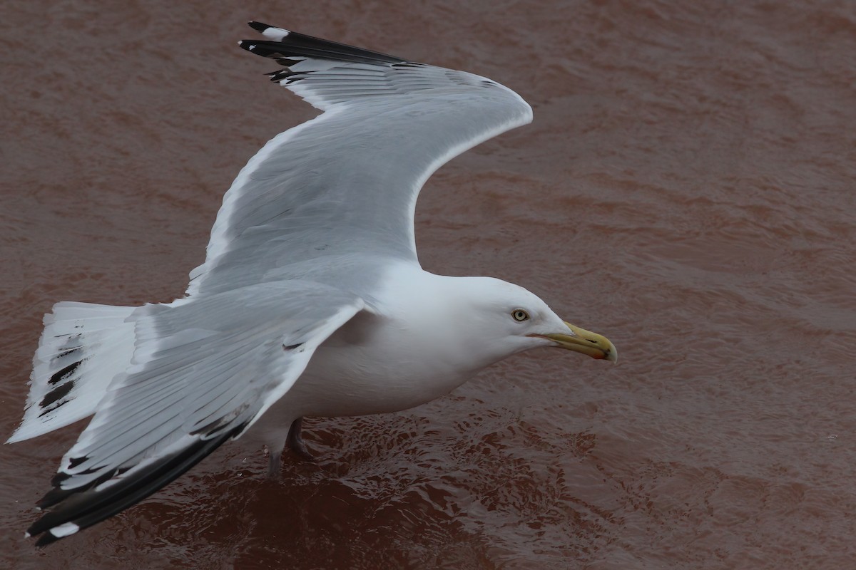 American Herring Gull - ML629671490