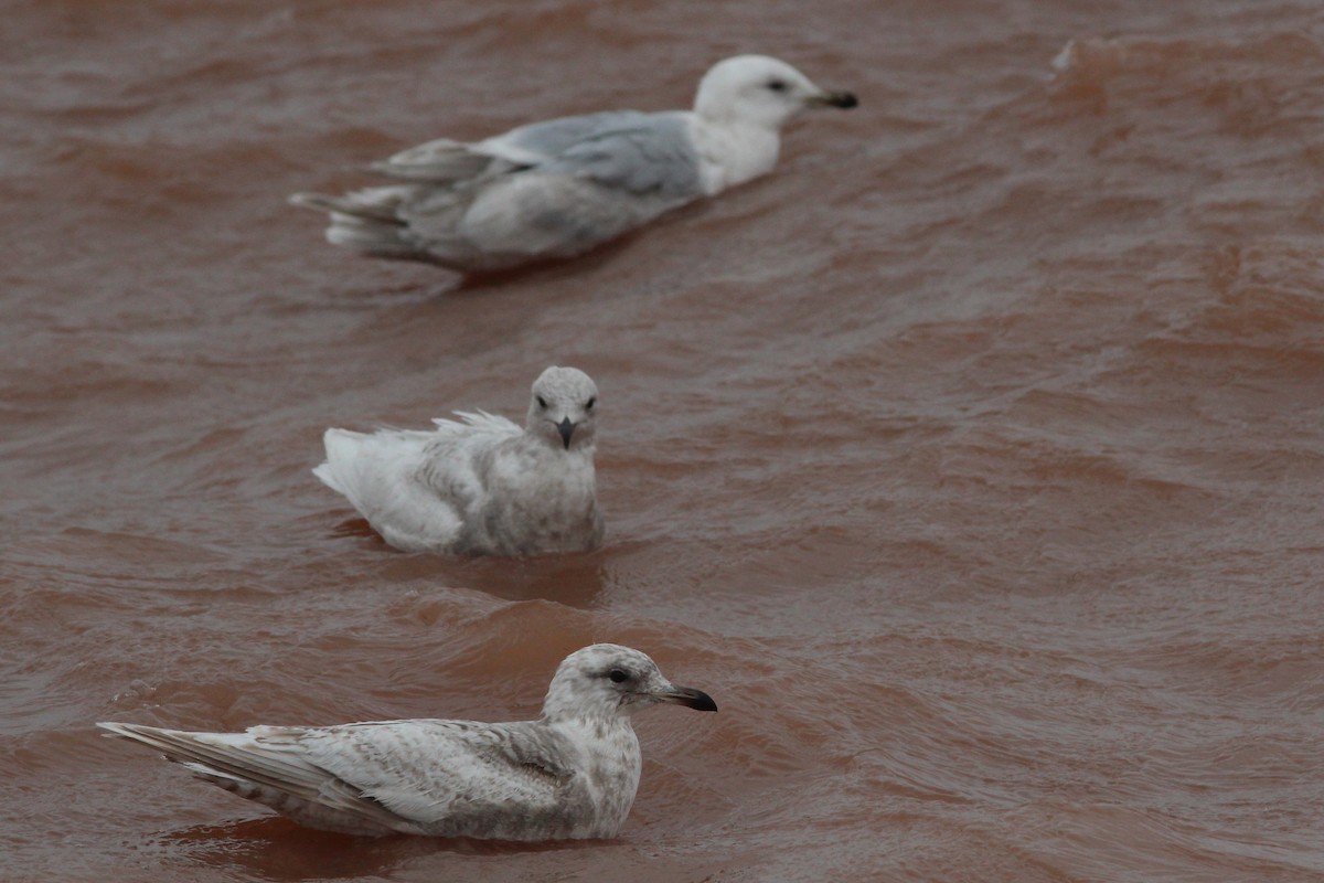 American Herring Gull - ML629671491