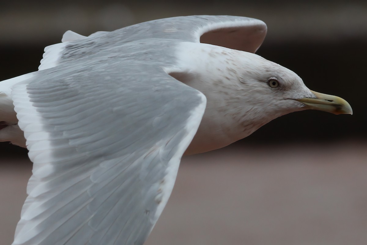 American Herring Gull - ML629671496