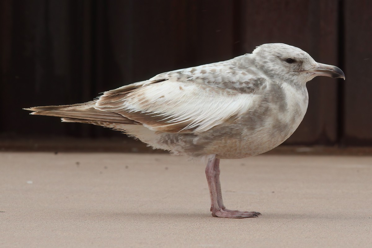 American Herring Gull - ML629671497
