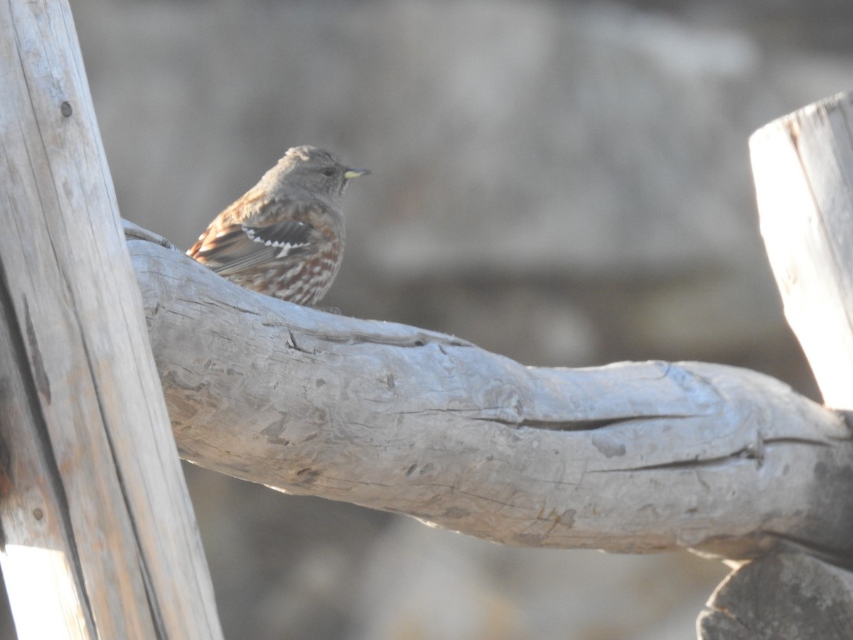 Alpine Accentor - ML629671569