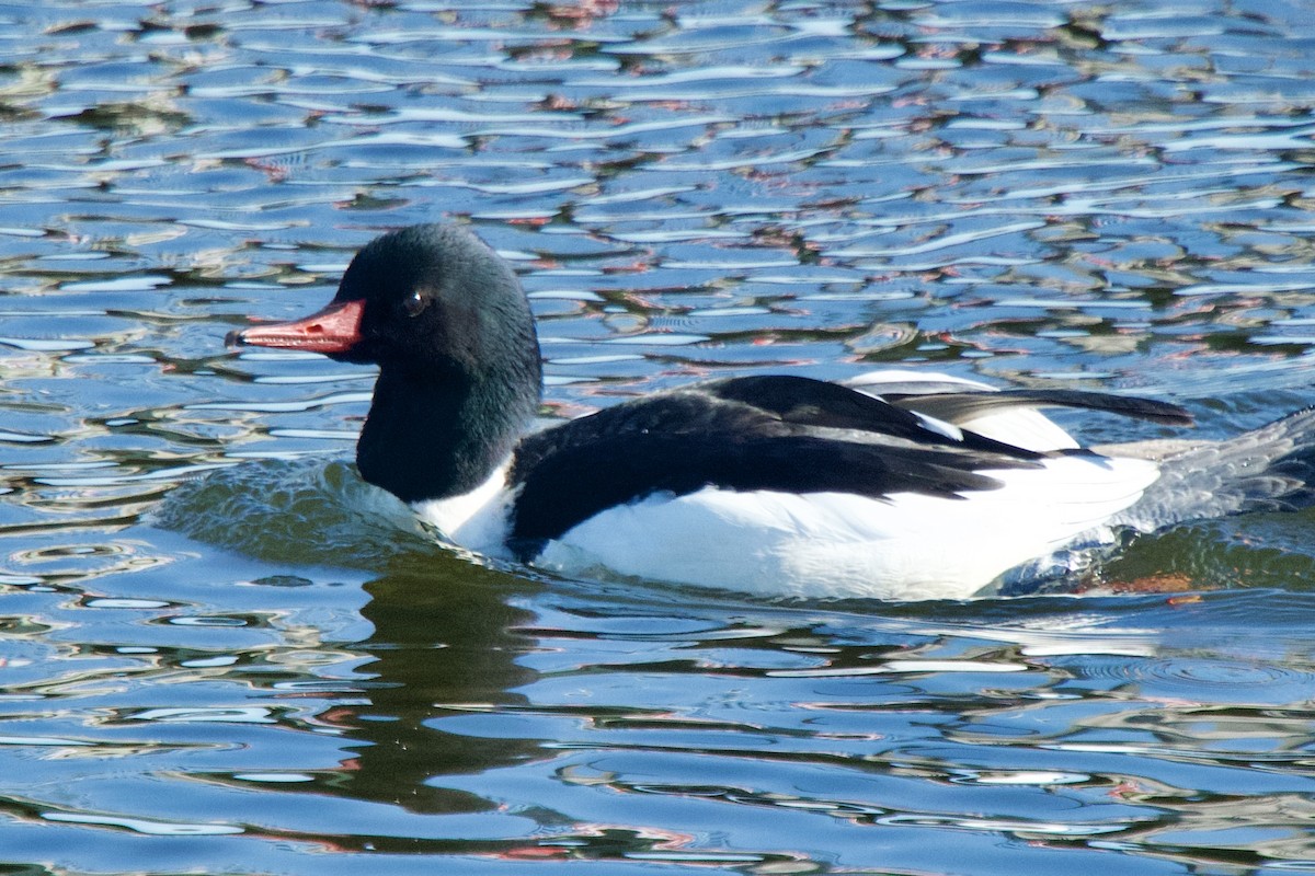 カワアイサ - ML629671653
