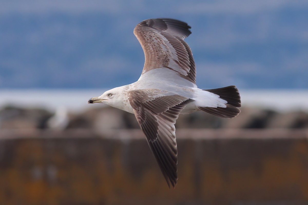 American Herring Gull - ML629671749