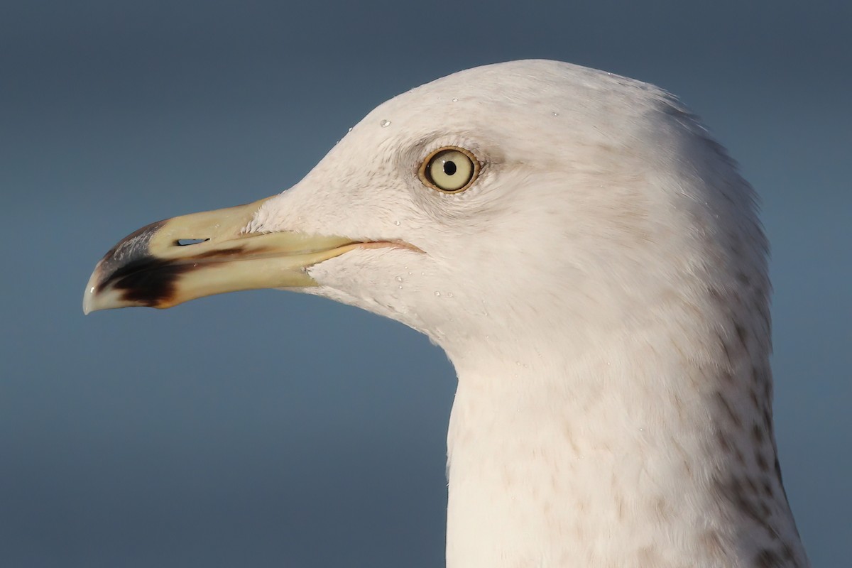 American Herring Gull - ML629671750