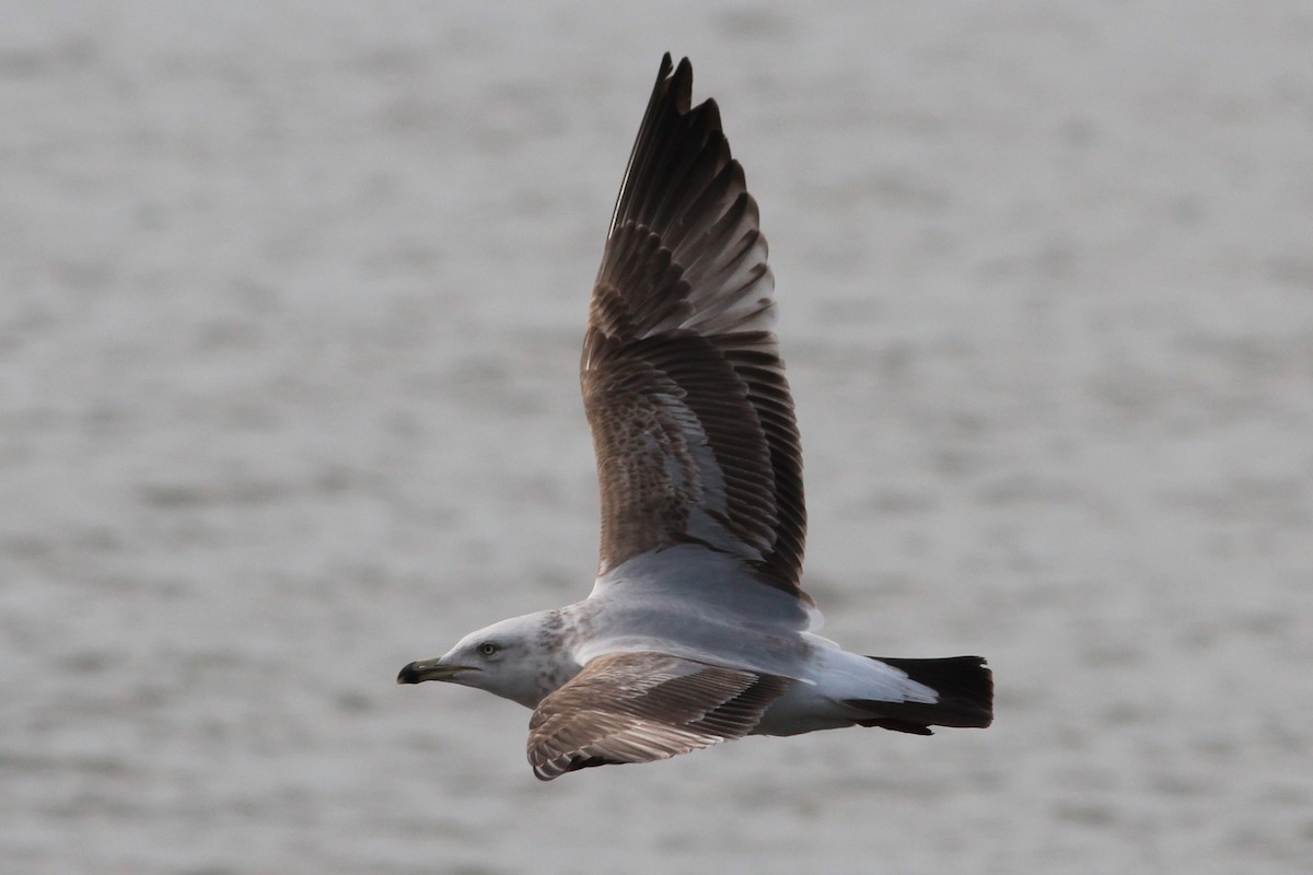 American Herring Gull - ML629671752