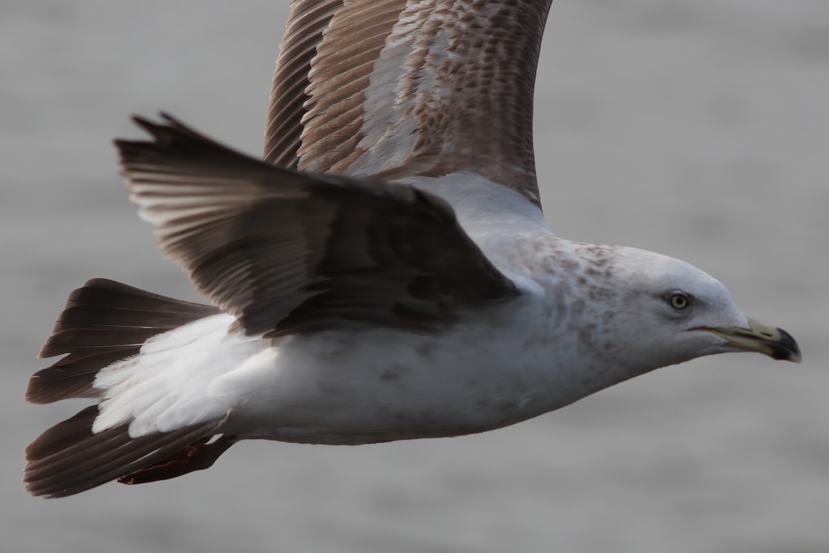 American Herring Gull - ML629671753