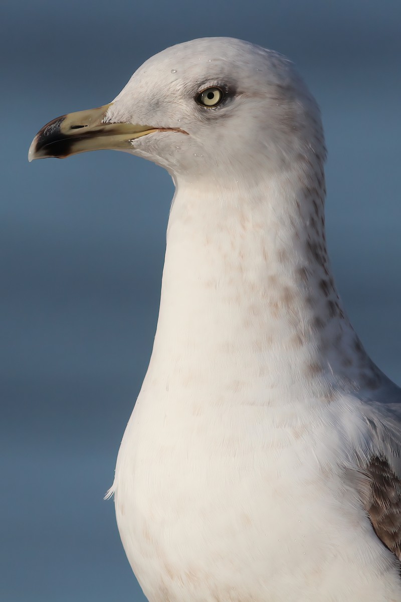 American Herring Gull - ML629671754