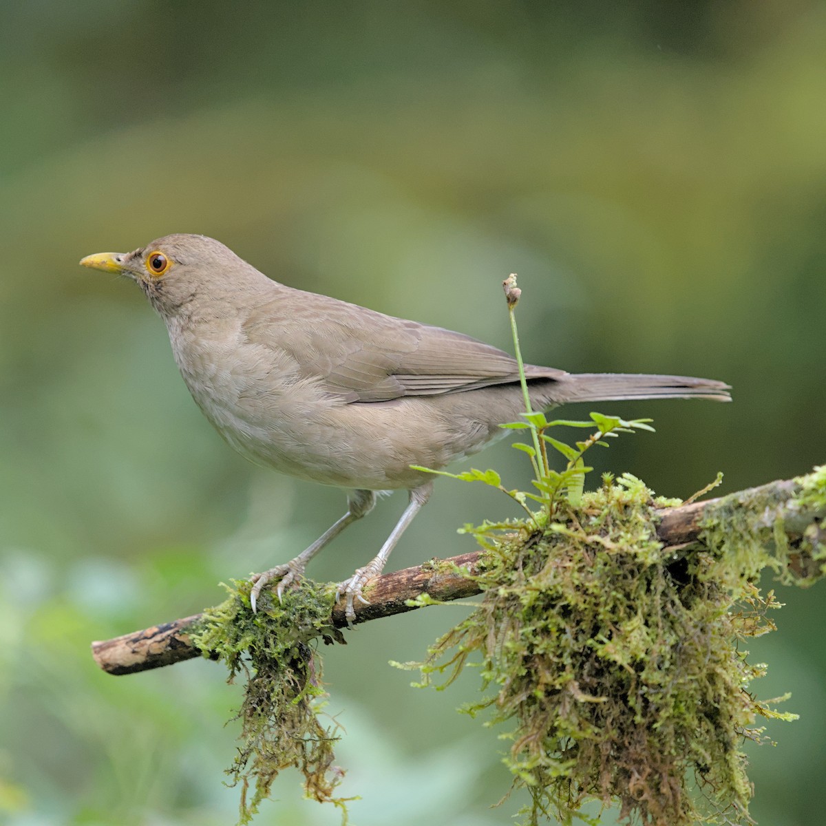 Ecuadorian Thrush - ML629671970