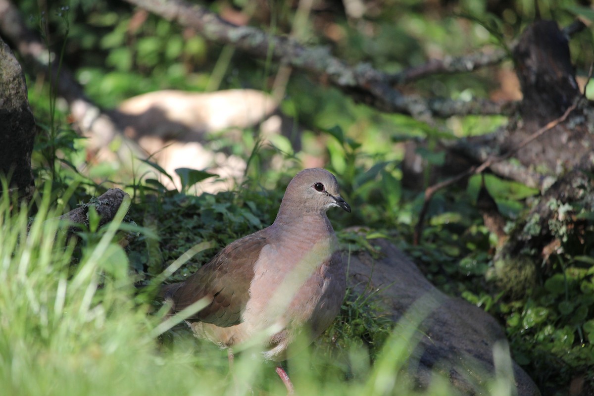 Large-tailed Dove - ML629672181