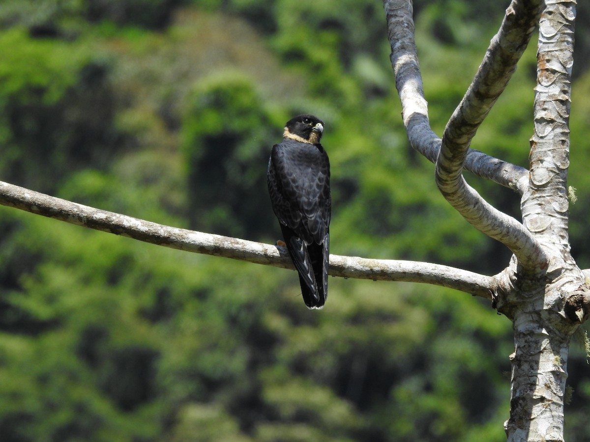 Bat Falcon - ML629672230