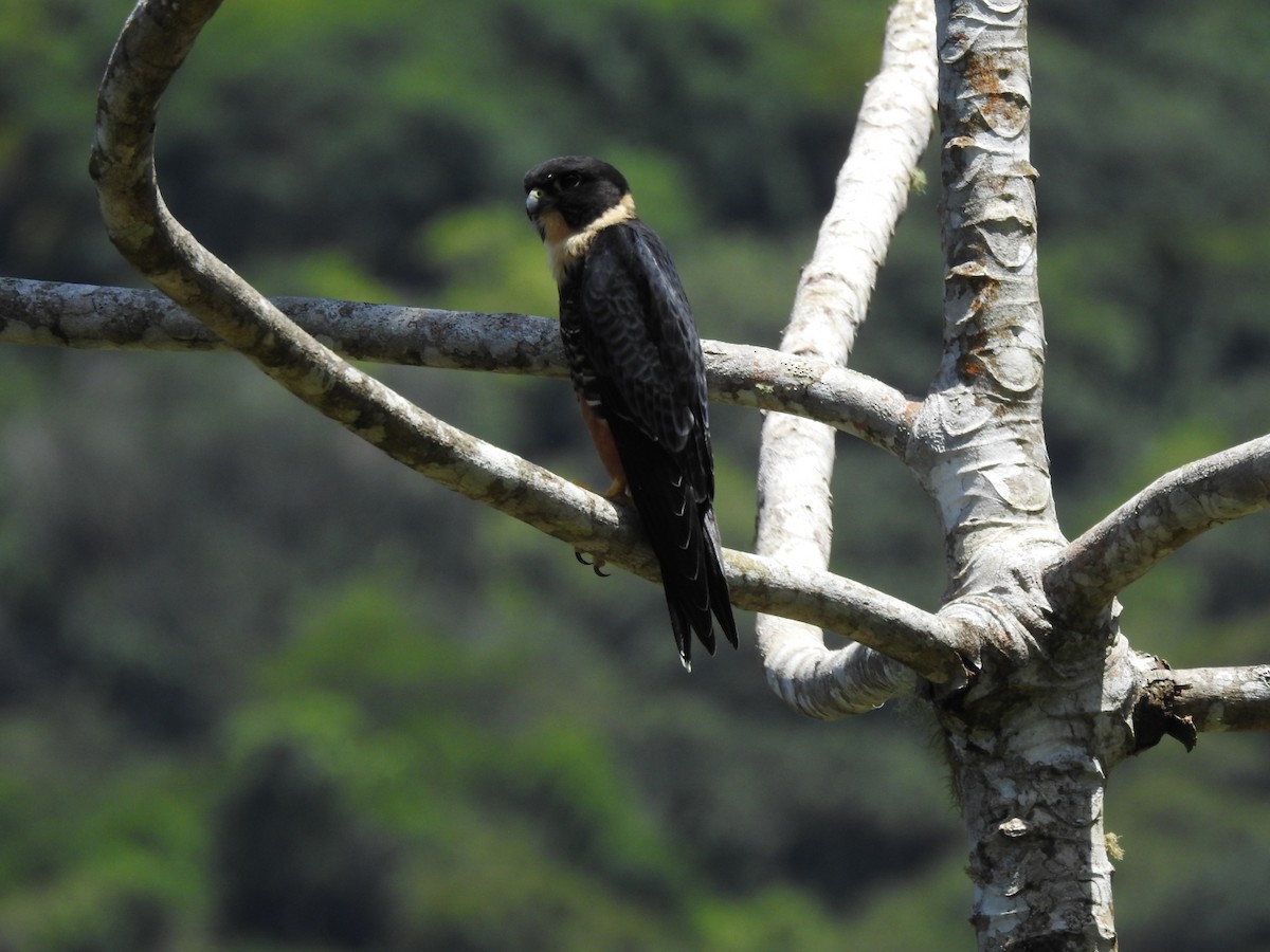 Bat Falcon - ML629672231