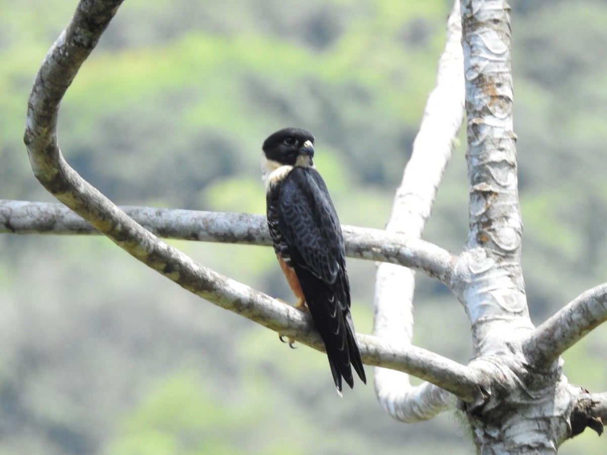 Bat Falcon - ML629672232