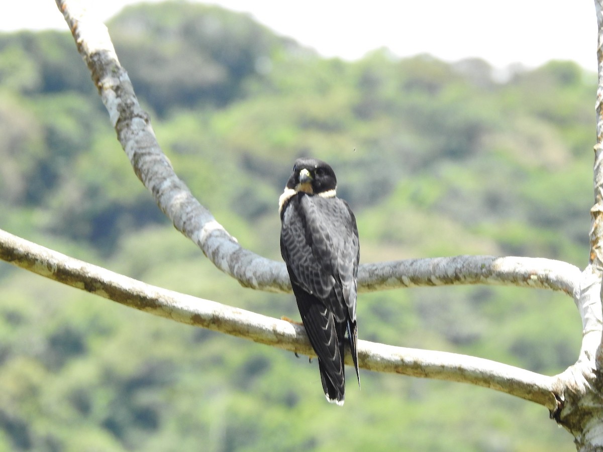 Bat Falcon - ML629672233