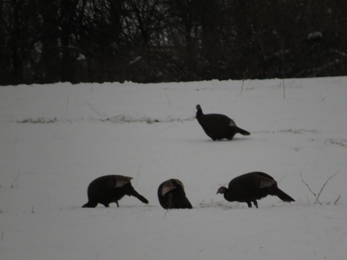 Tacchino selvatico - ML629672342