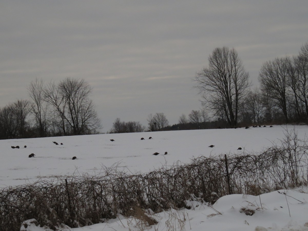 Tacchino selvatico - ML629672344