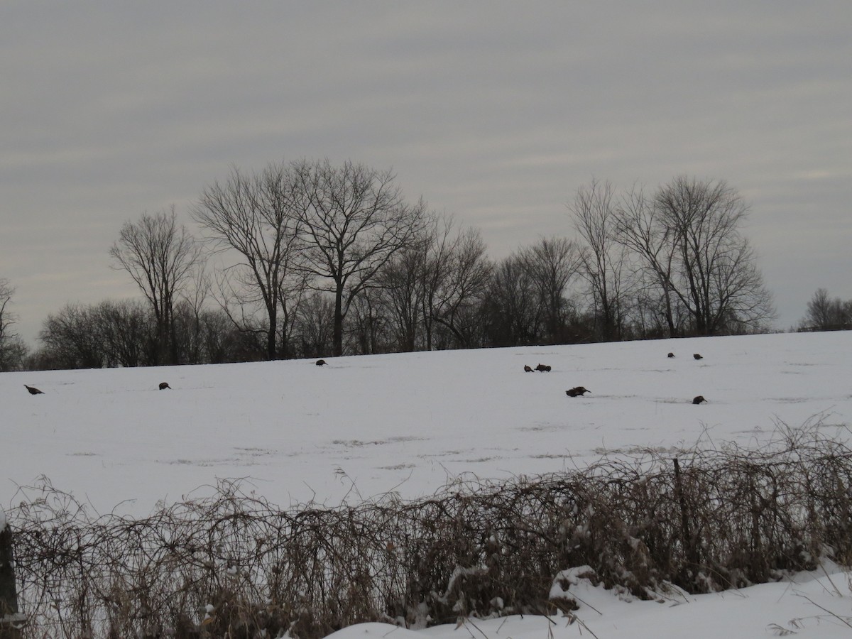 Tacchino selvatico - ML629672346