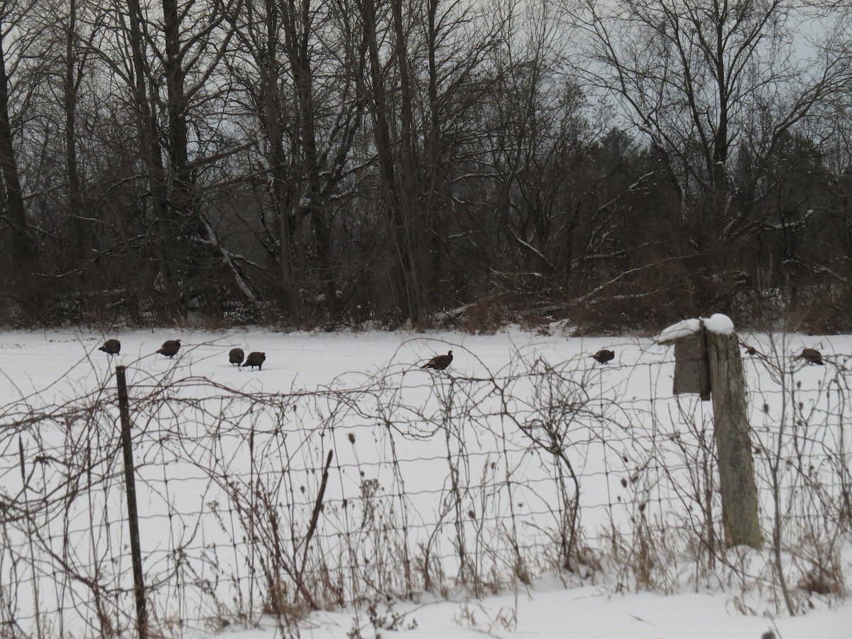 Tacchino selvatico - ML629672352