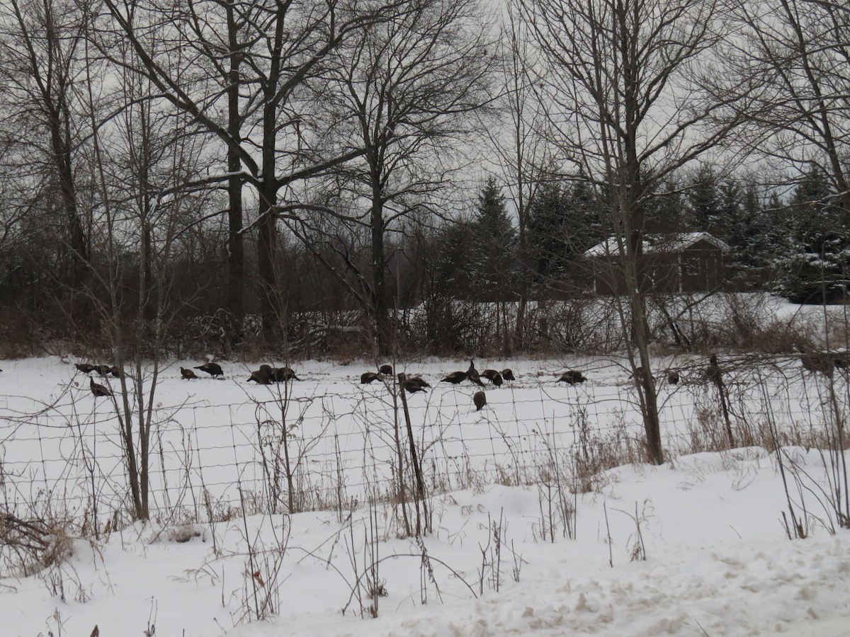 Tacchino selvatico - ML629672353