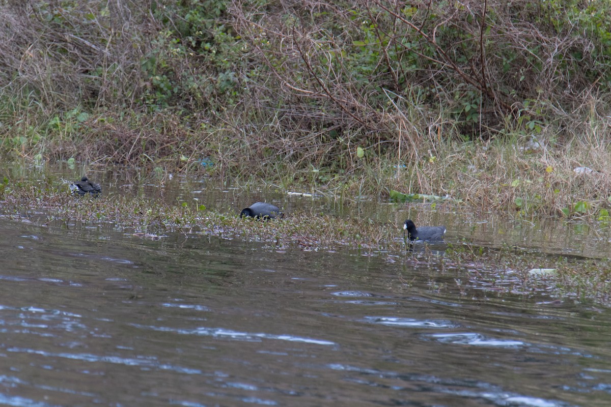 American Coot - ML629672380