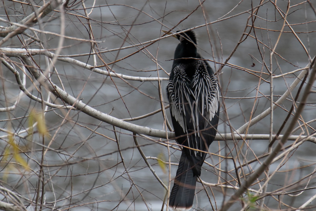 Anhinga - ML629672385