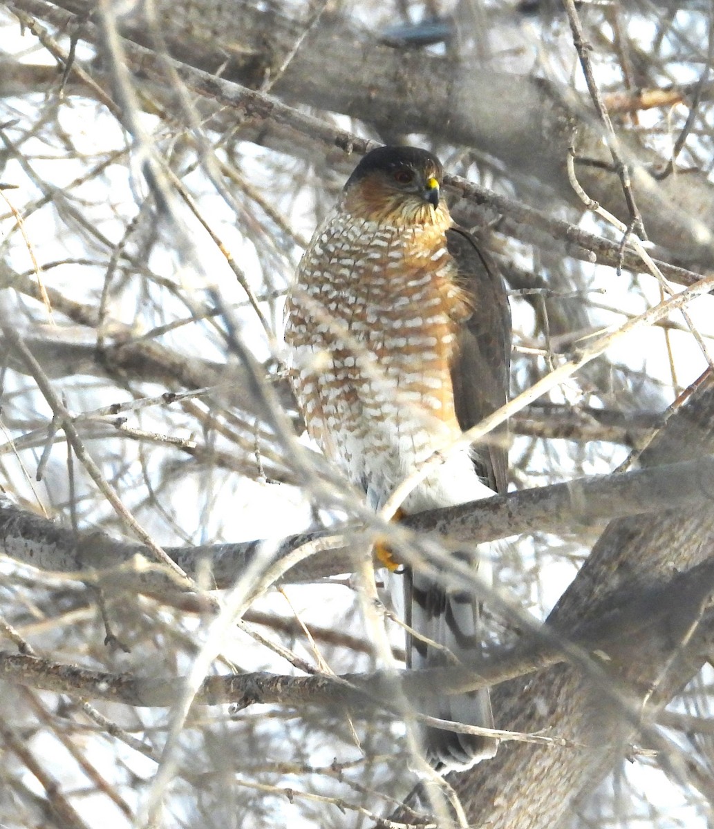 Sharp-shinned Hawk - ML629672575