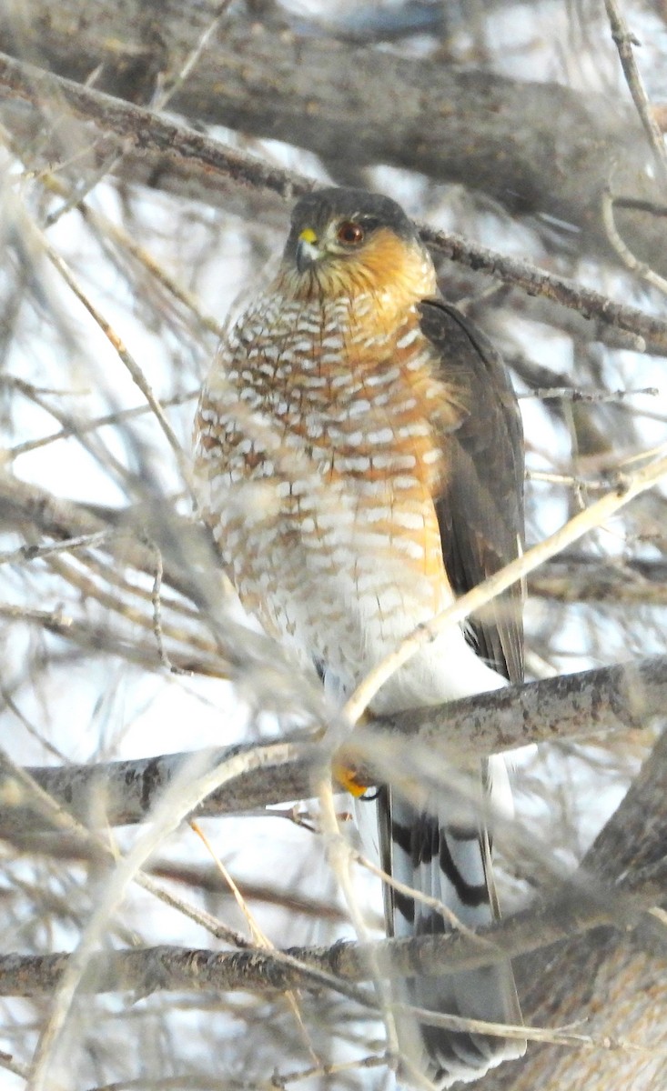 Sharp-shinned Hawk - ML629672576