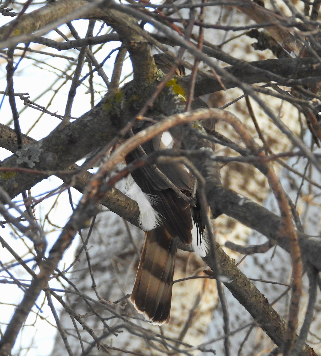 Sharp-shinned Hawk - ML629672577