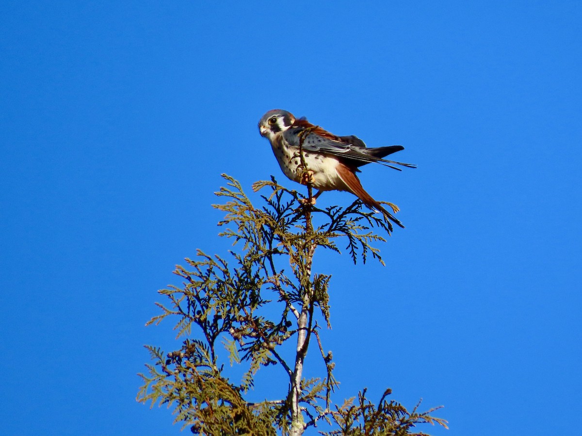 American Kestrel - ML629672894