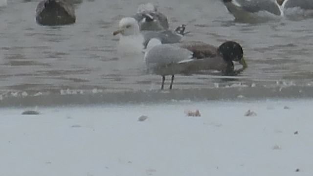 Хүрэн толгойт цахлай - ML629673024