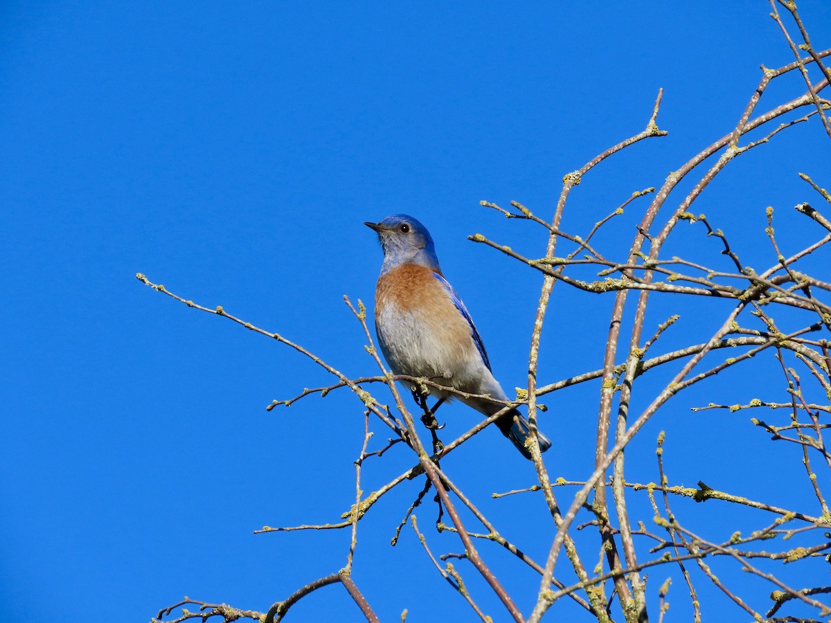Western Bluebird - ML629673053