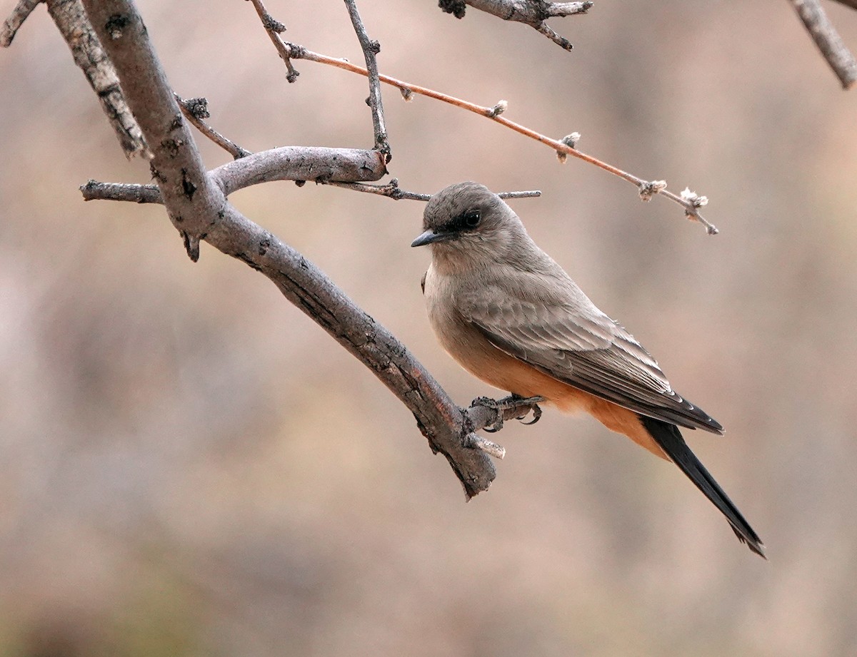 Say's Phoebe - ML629673627