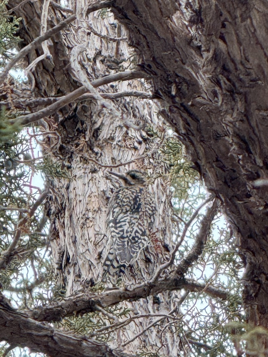 Yellow-bellied Sapsucker - ML629673928