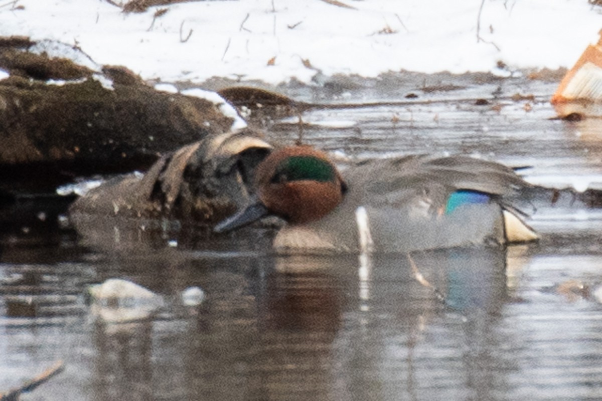 Green-winged Teal - ML629674329