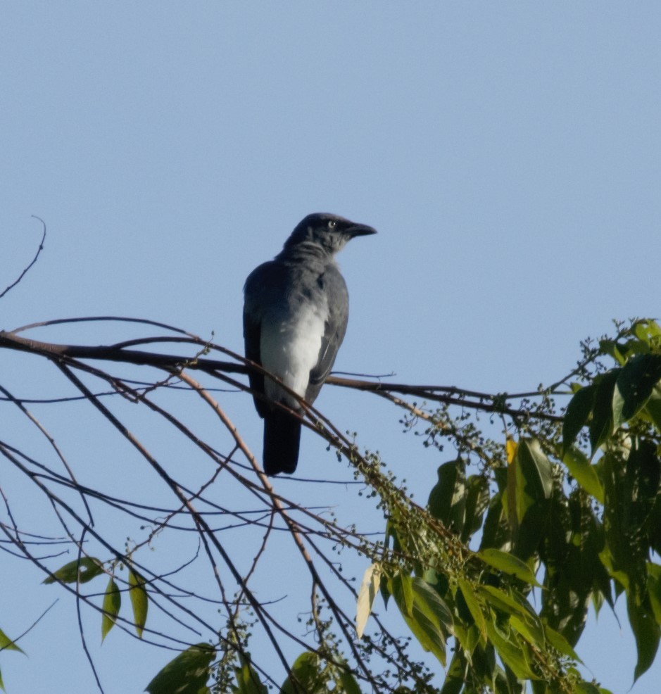 White-rumped Cuckooshrike - ML629674330