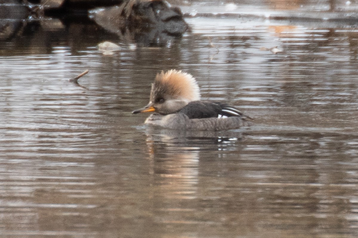 Hooded Merganser - ML629674336