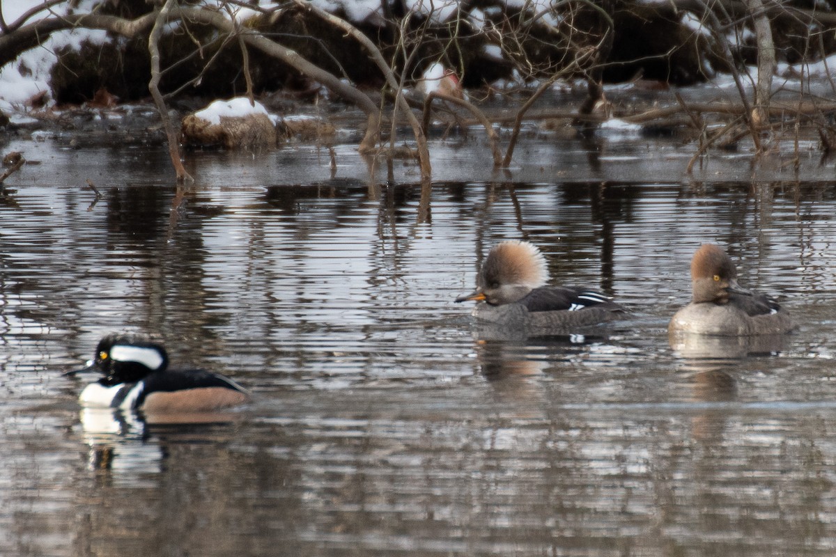 Hooded Merganser - ML629674337