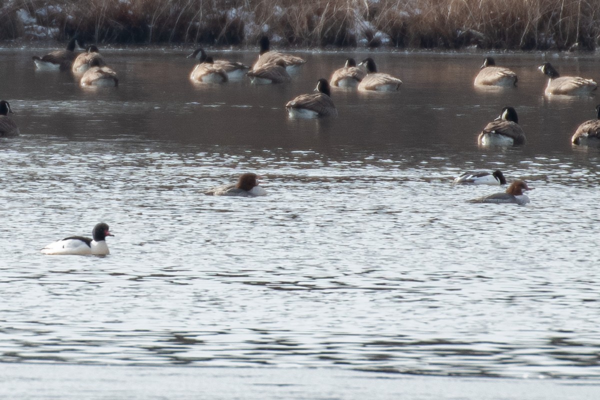 Common Merganser - ML629674358