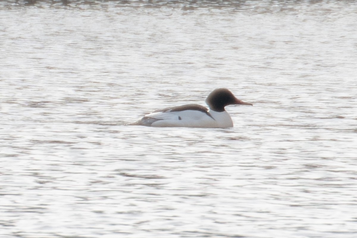 Common Merganser - ML629674359