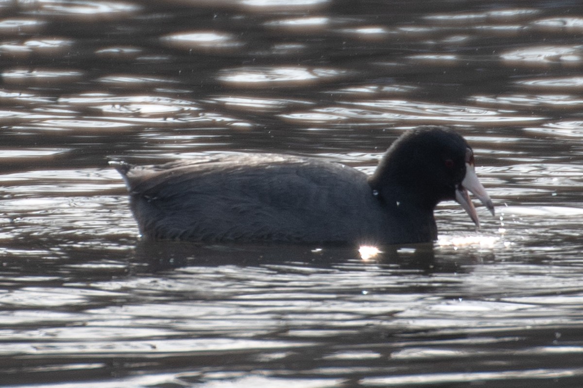 American Coot - ML629674362