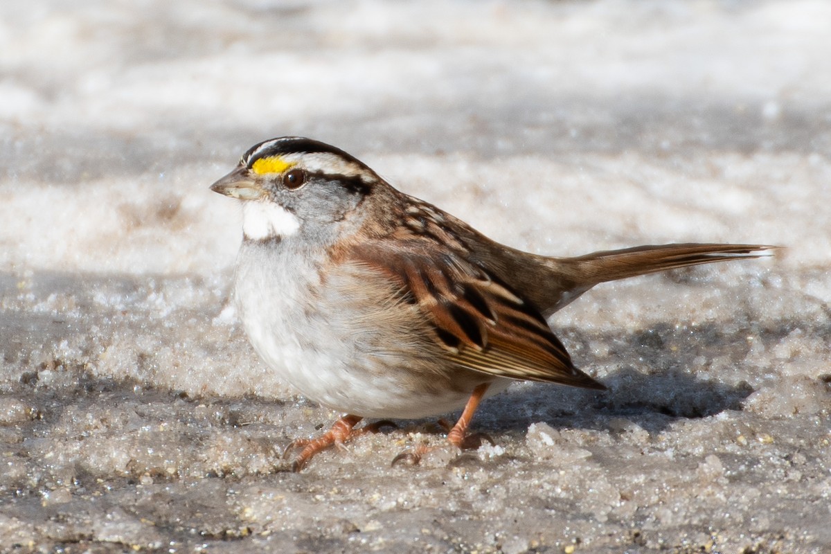 White-throated Sparrow - ML629674373