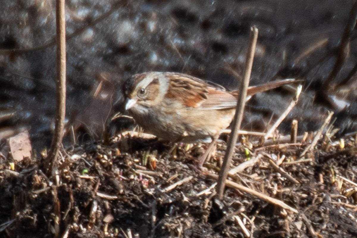 Swamp Sparrow - ML629674376