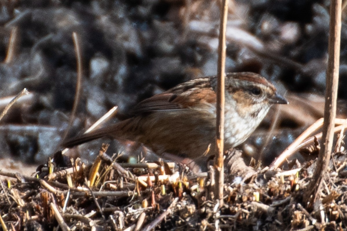 Swamp Sparrow - ML629674377