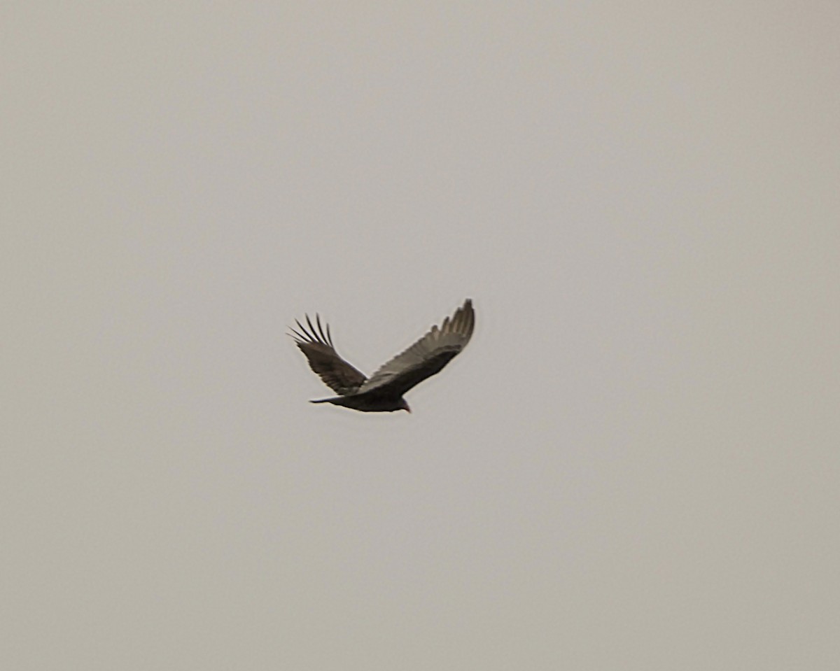 Turkey Vulture - ML629674561