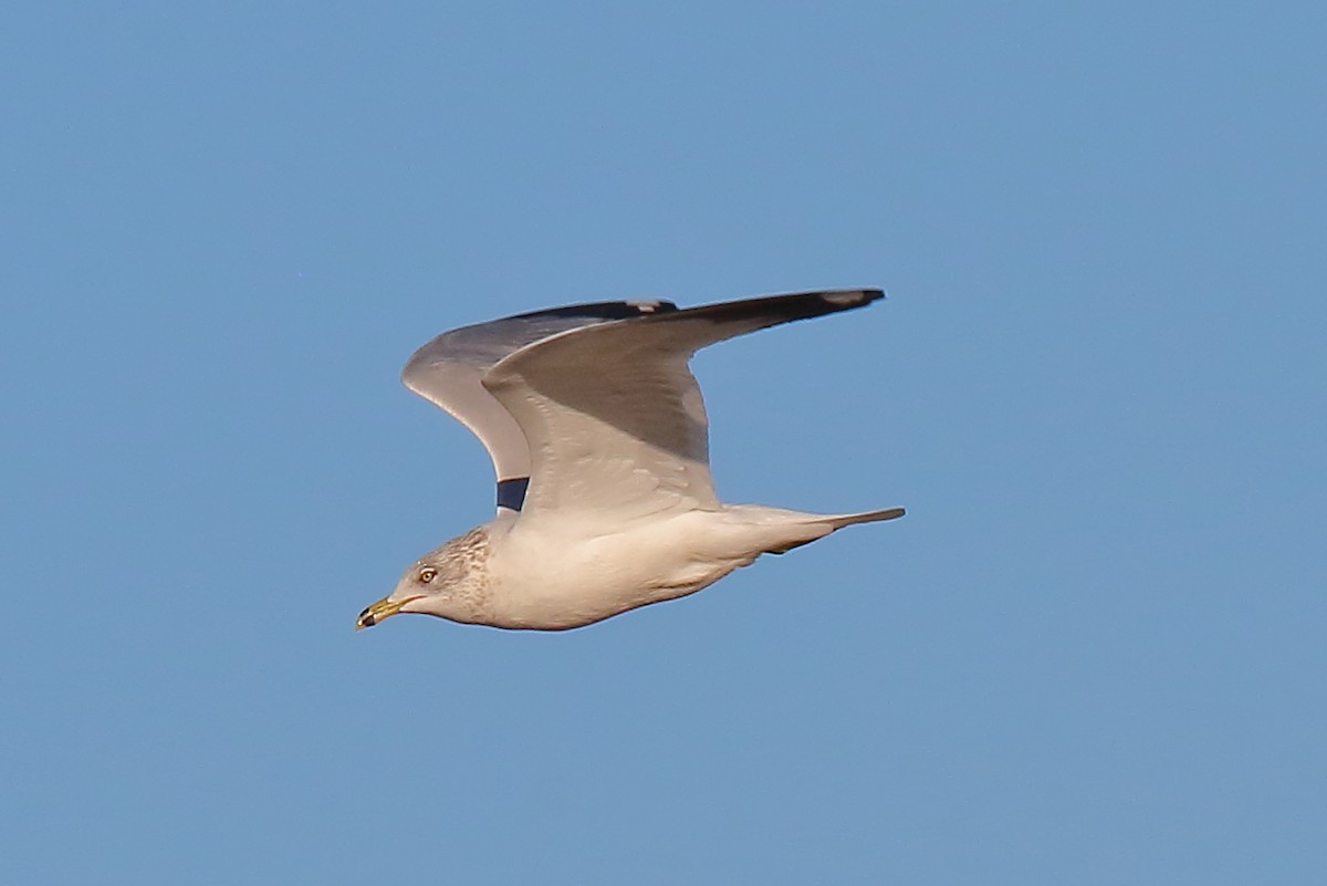 ringnebbmåke - ML629674812