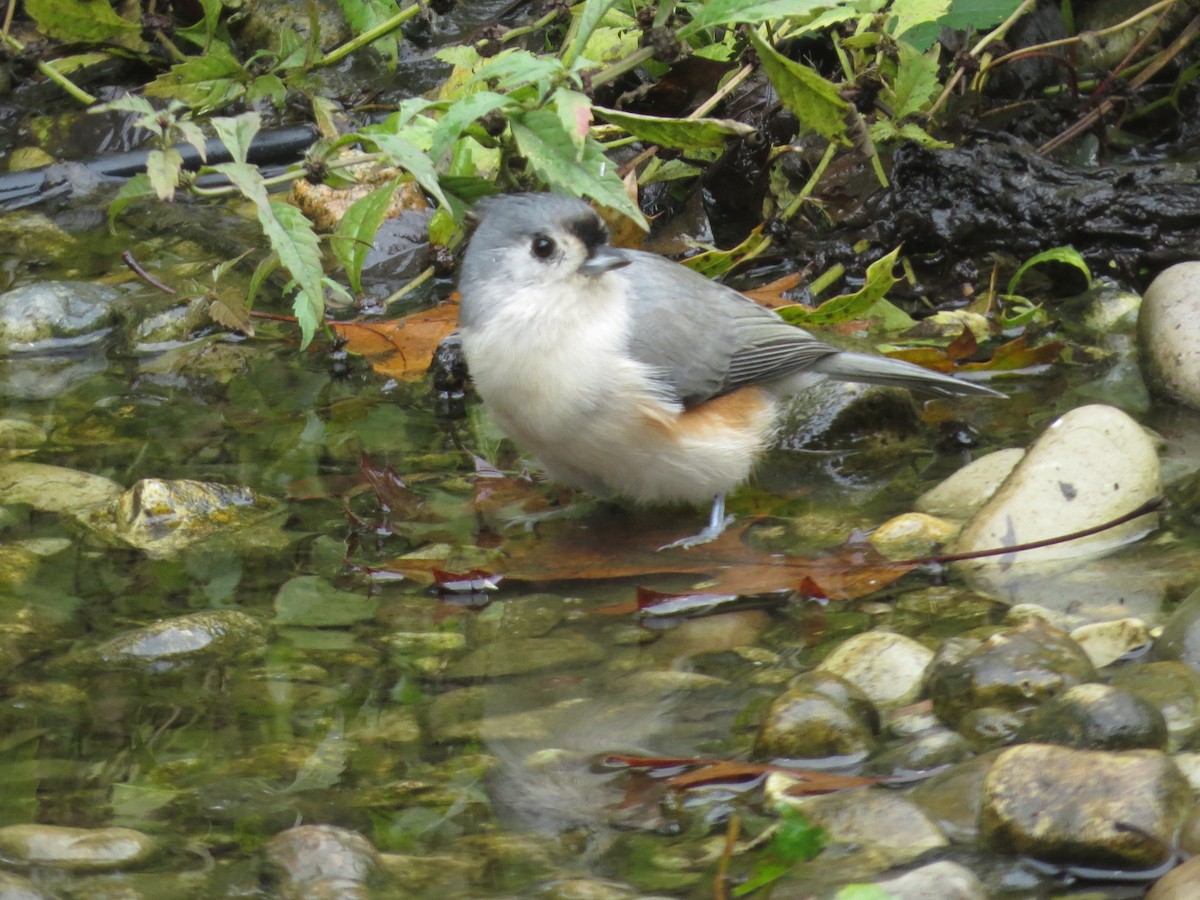 Tufted Titmouse - ML629675043