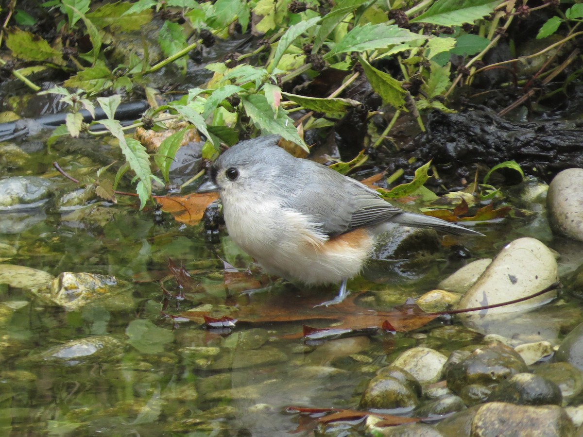 Tufted Titmouse - ML629675044
