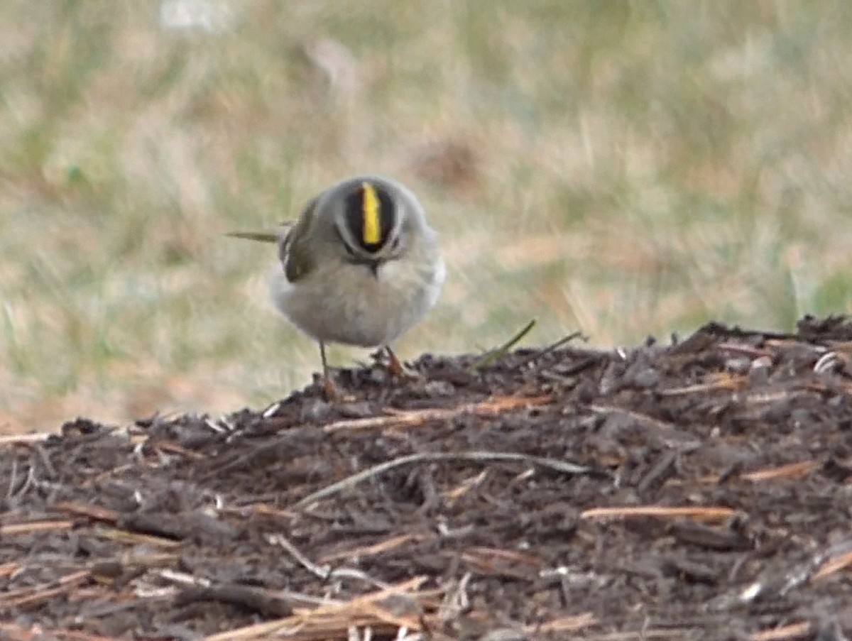 Golden-crowned Kinglet - ML629675102