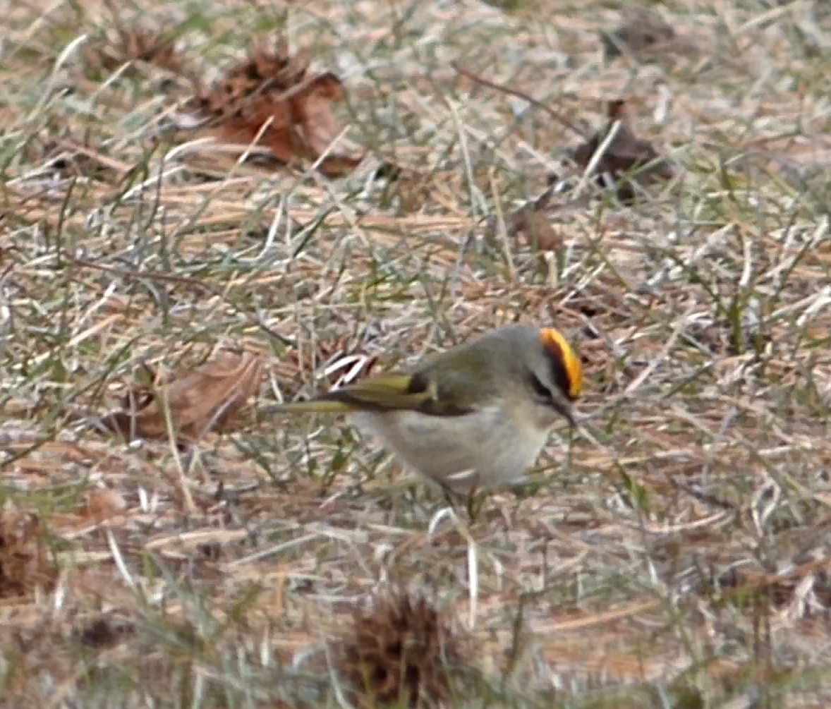 Golden-crowned Kinglet - ML629675103
