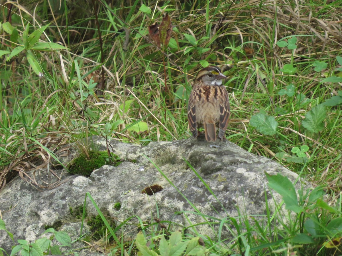 White-throated Sparrow - ML629675229