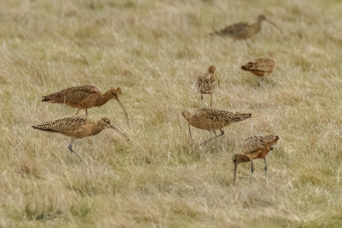 Rostbrachvogel - ML629675398